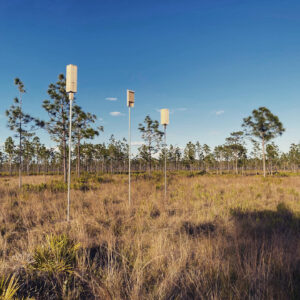 A cluster of three bat boxes mounted on metal poles, with grass below and scattered pine trees distant. 